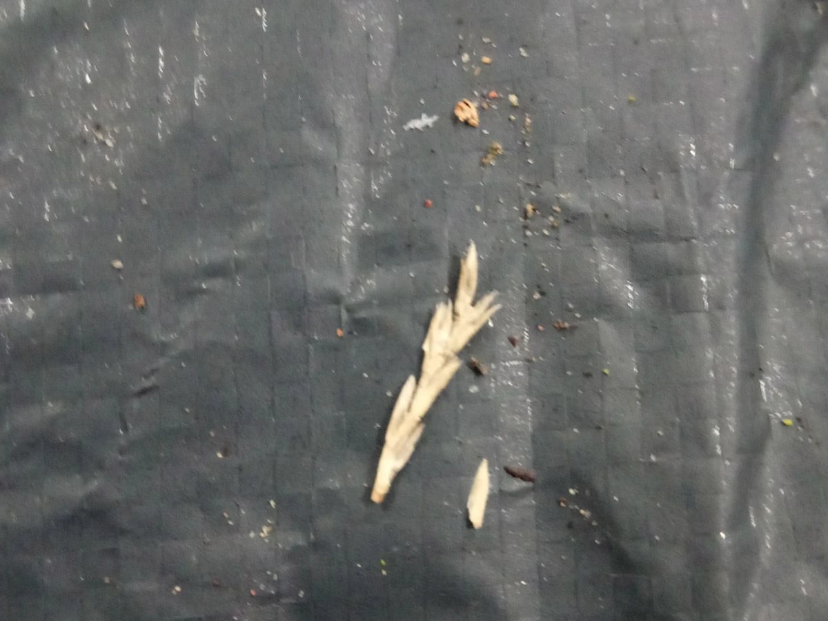 Tweedekans Obelink Rosario Deluxe 1 Tweedekans Obelink Rosario Deluxe